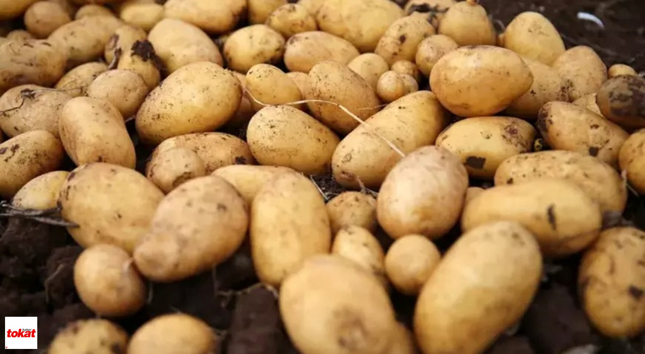 Patates Tohum