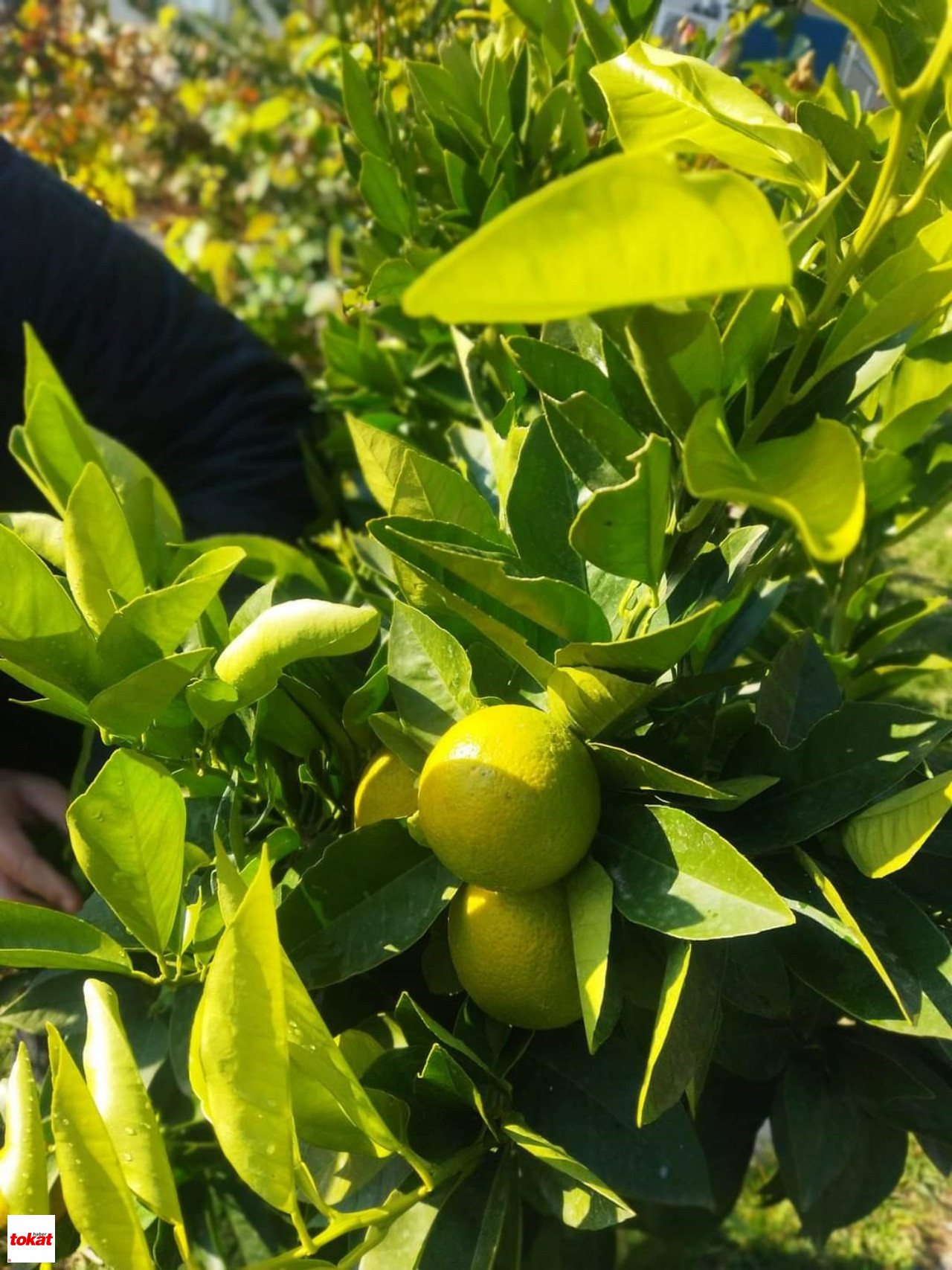 Tokat Limon Üretimi