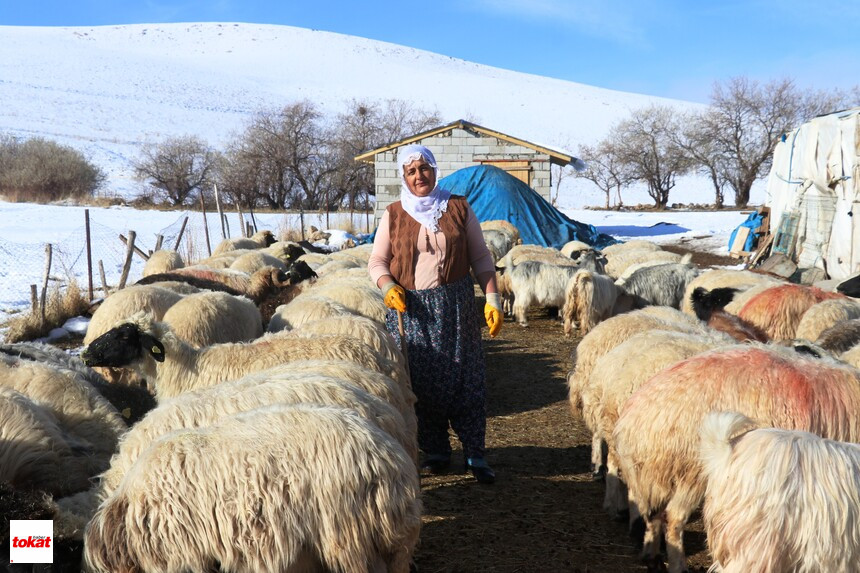 Hayvancılık (1)