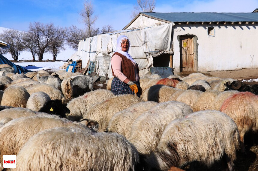 Hayvancılık (4)