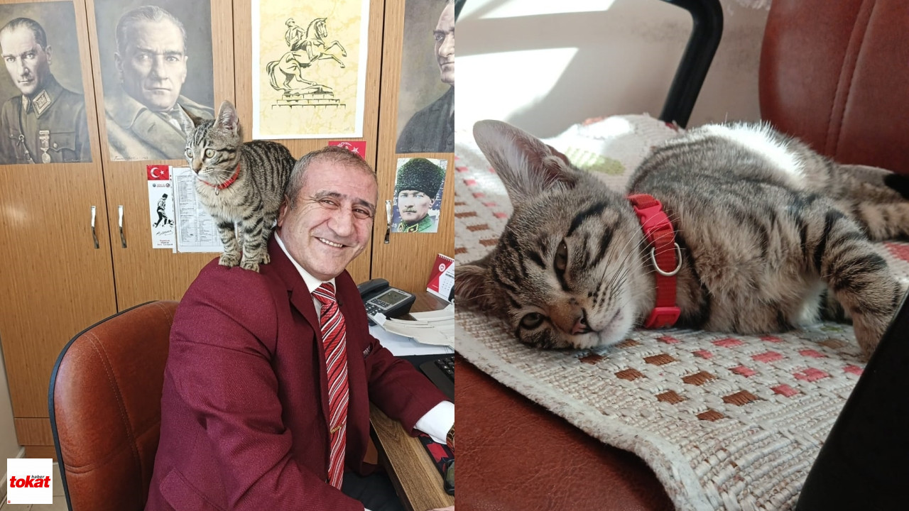 Kayıp Kedi2