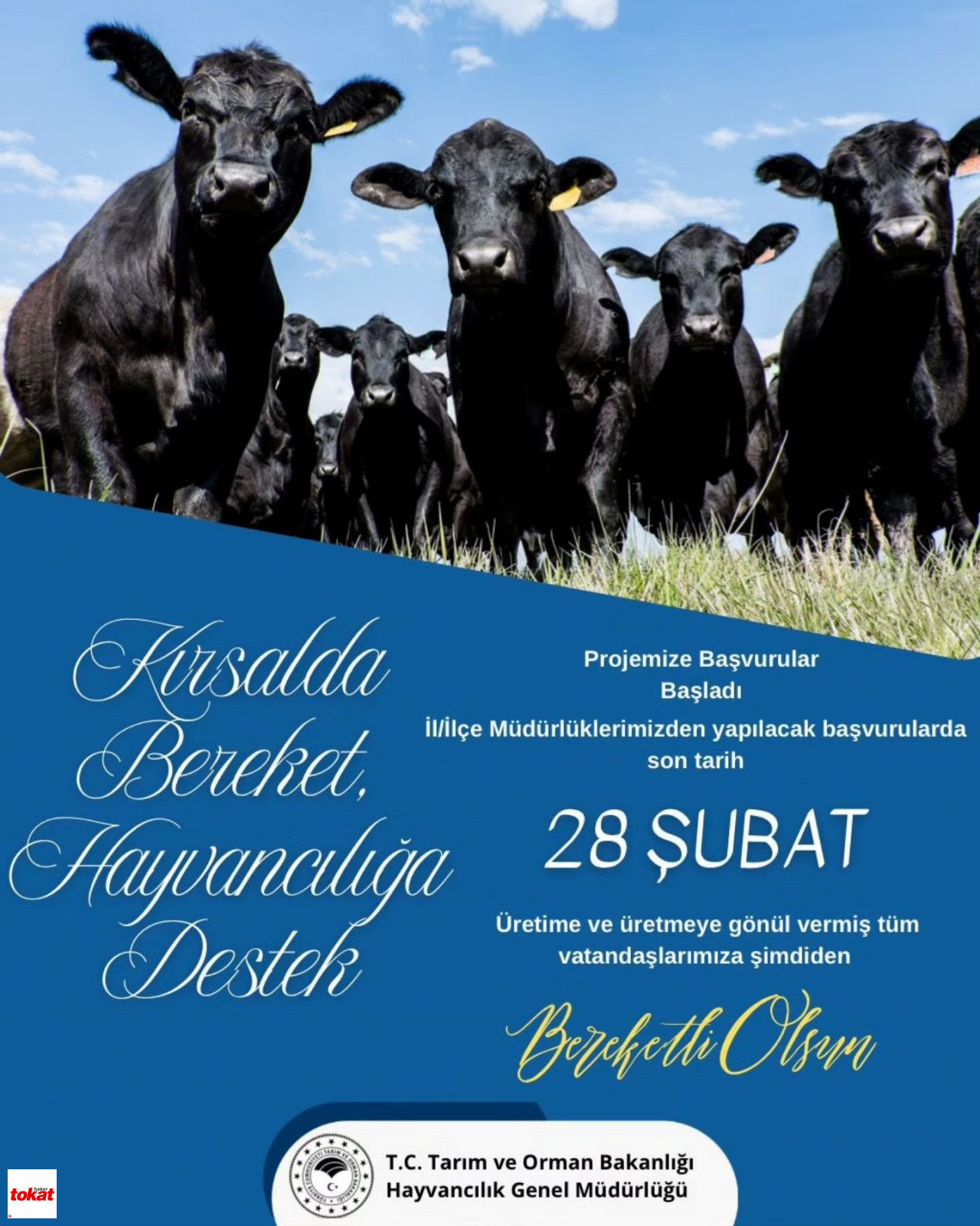 Hayvan Yetiştiricilerine Gebe Düve Desteği