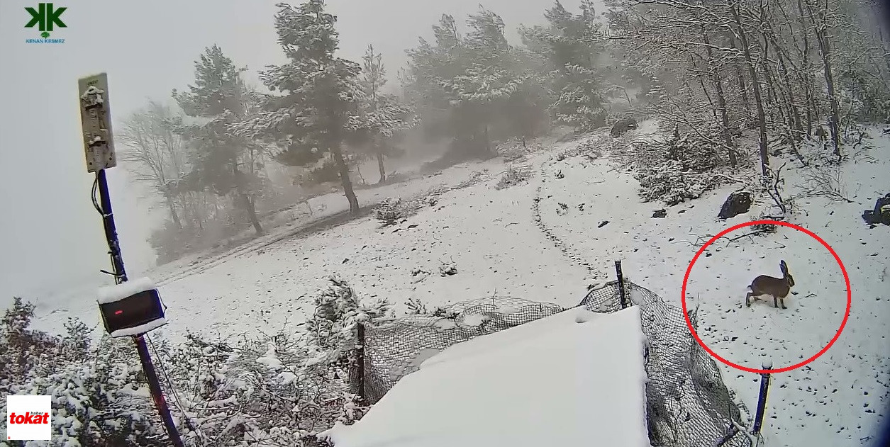 Kar Tavşann