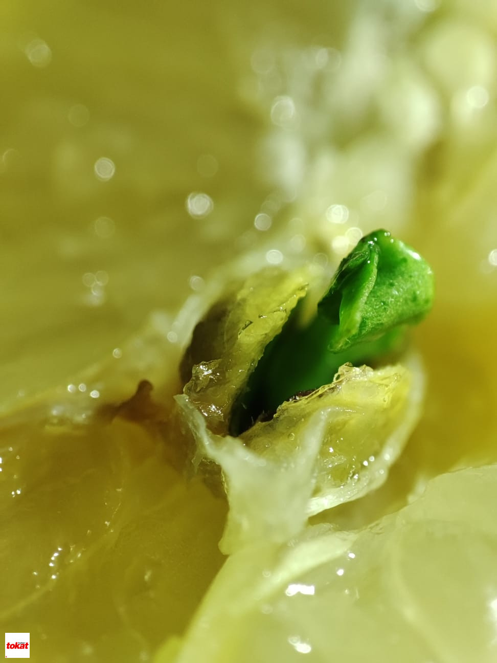 Limon (5)