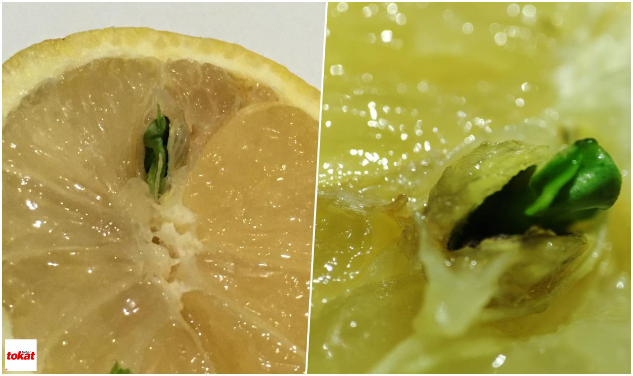 Limon