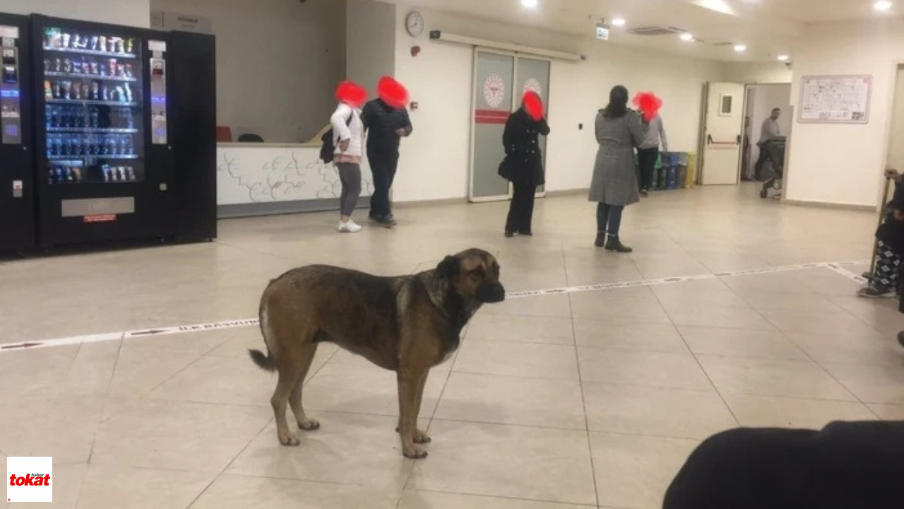 Tokat Hastaneler Başıboş Hayvan3