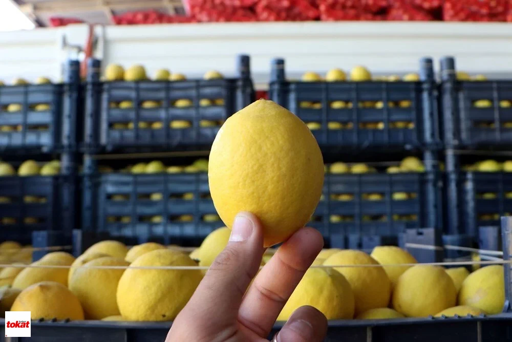 Limon (1)-2