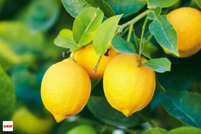 Limon (1)-3
