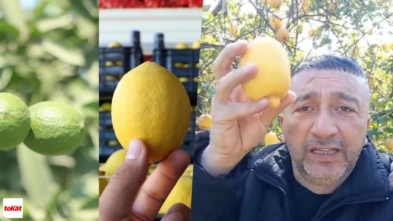 Limon-2