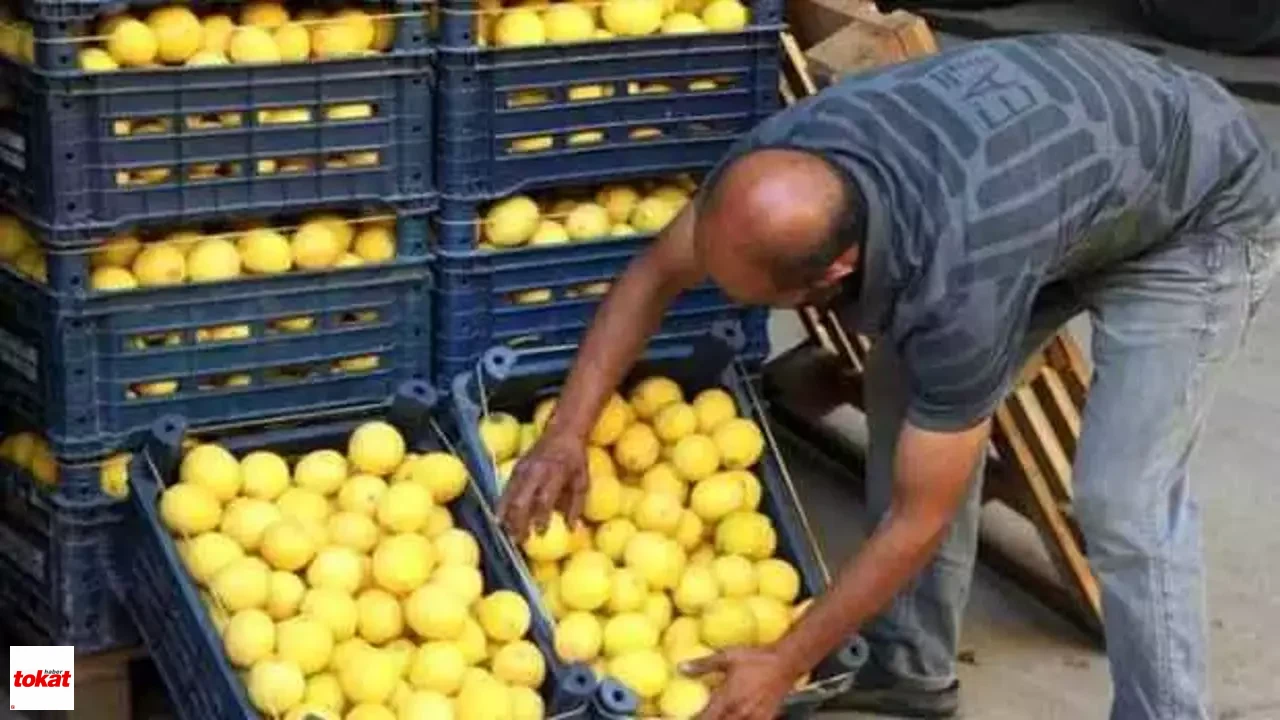 Limon (3)-1