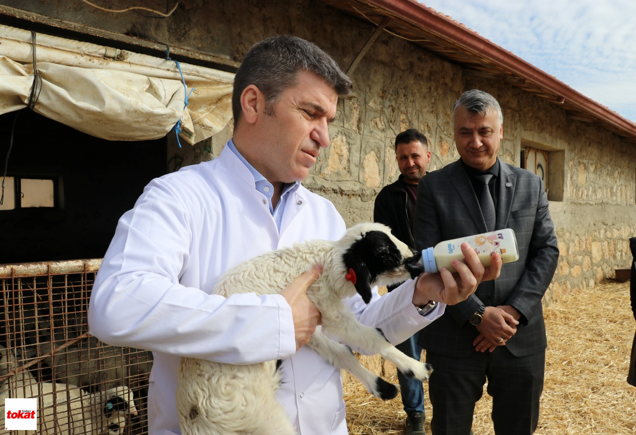 Süt Kuzusu (3)