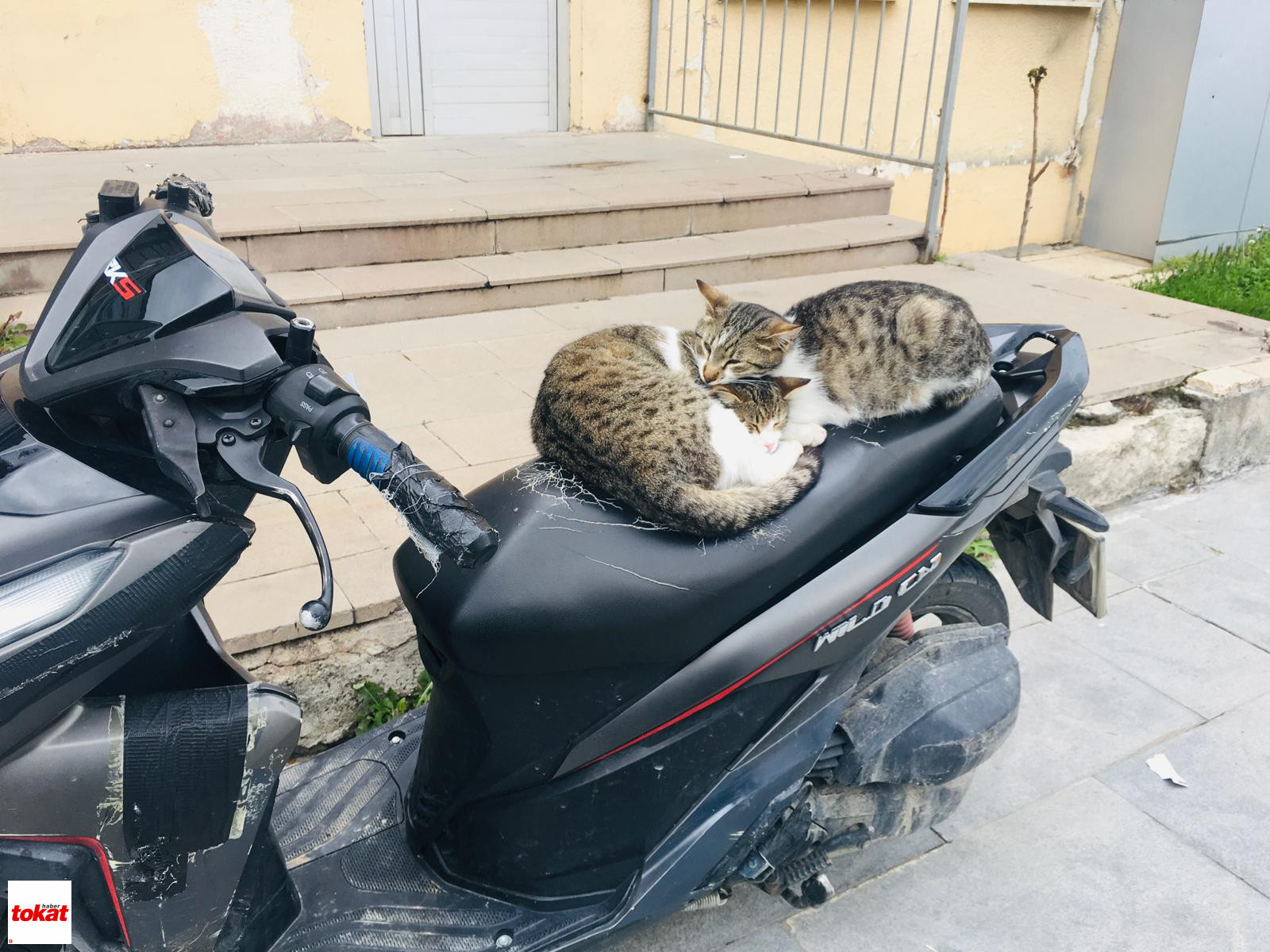 Kedi (1)
