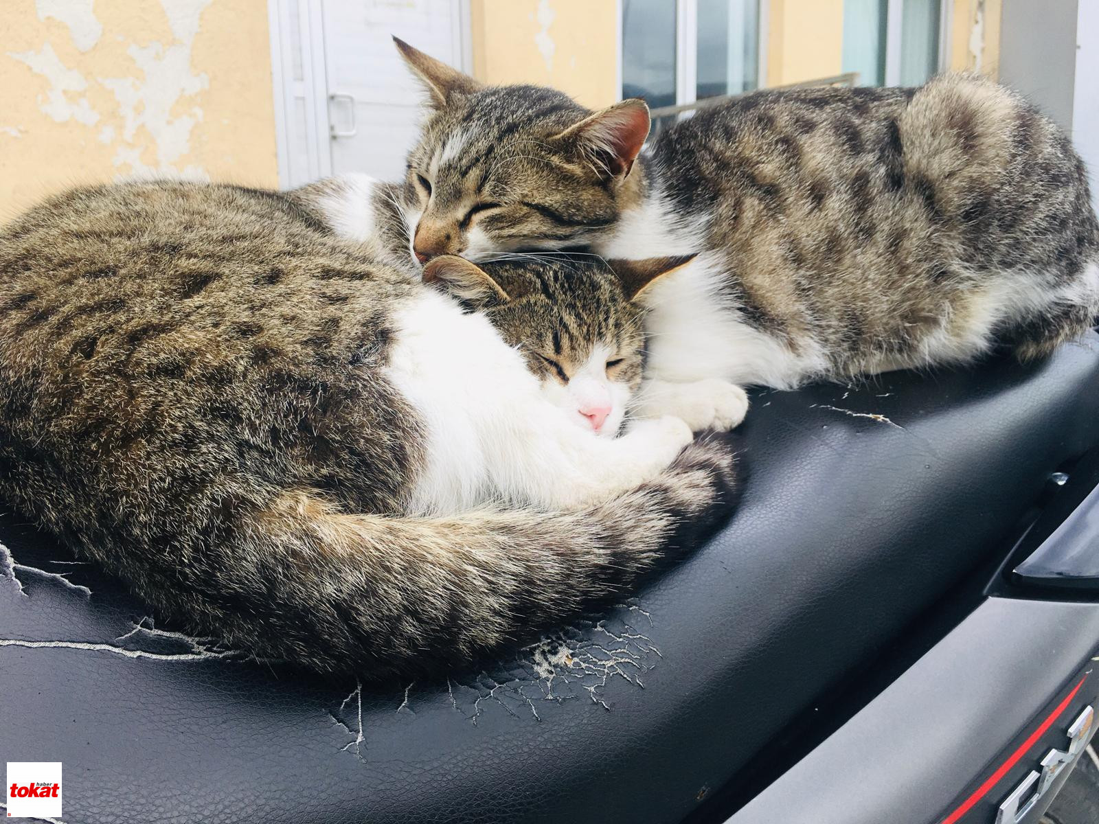 Kedi (3)