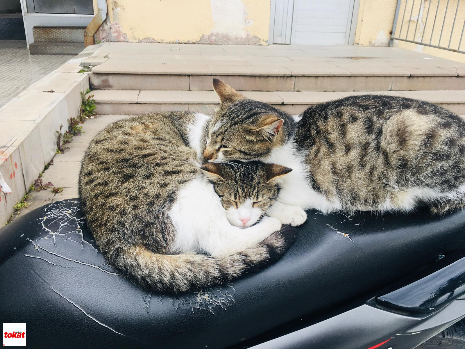 Kedi (4)