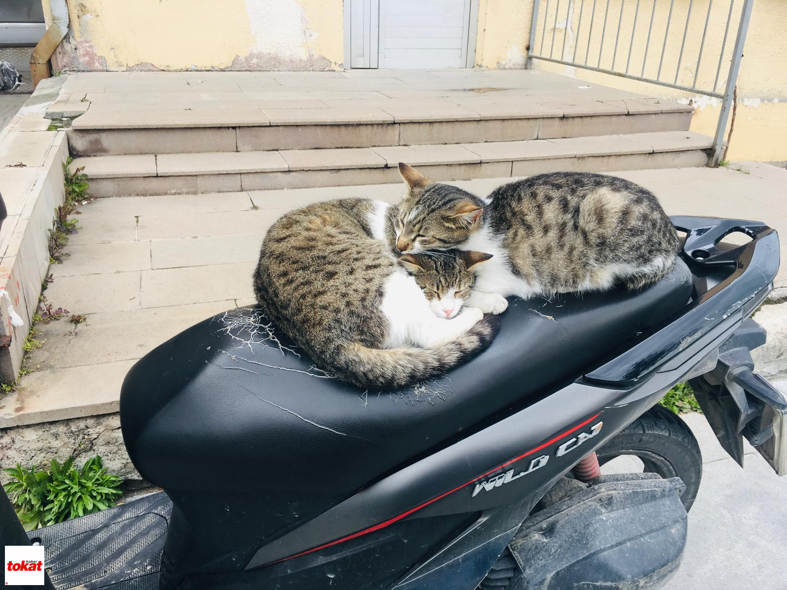Kedi (5)