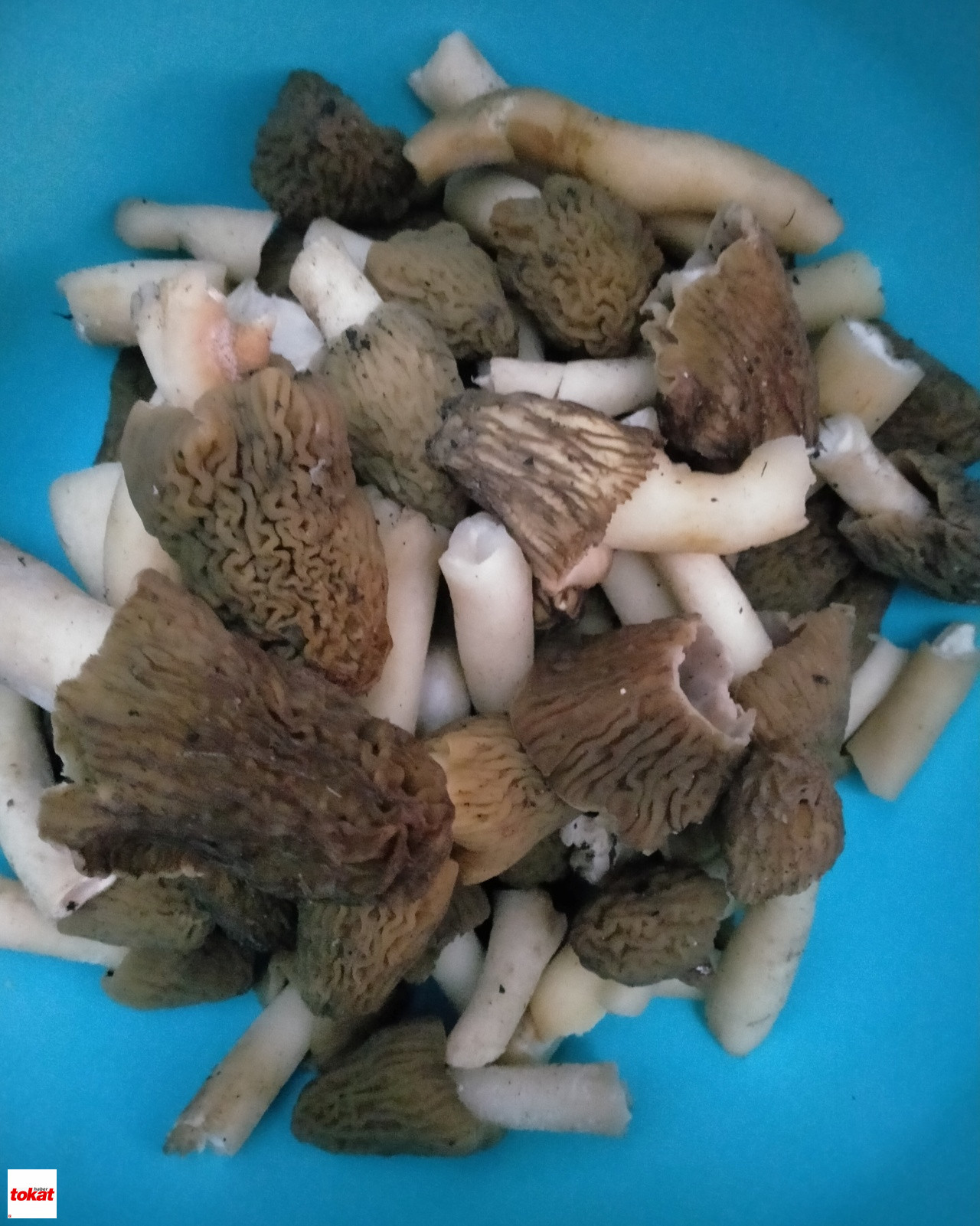 Kuzugöbeği Mantarı (1)