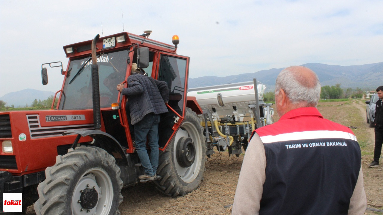 Tokat Dane Mısır Yerli Ve Milli Tohum5