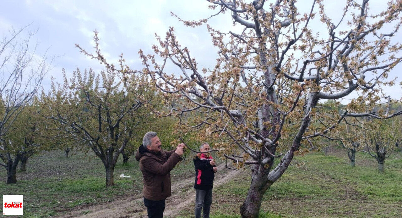 Zirai Don Tokat (5)