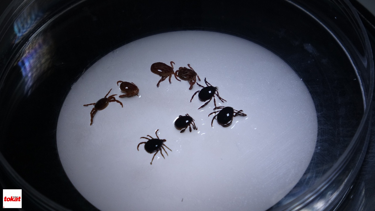 8 Kişiye Kkka Tanısı Konuldu, 1 Kişi Hayatını Kaybetti
