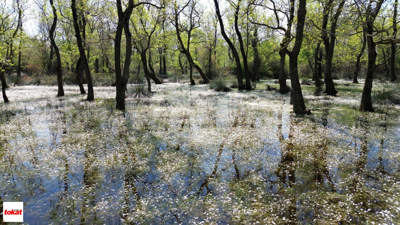 Su Papatyaları (2)