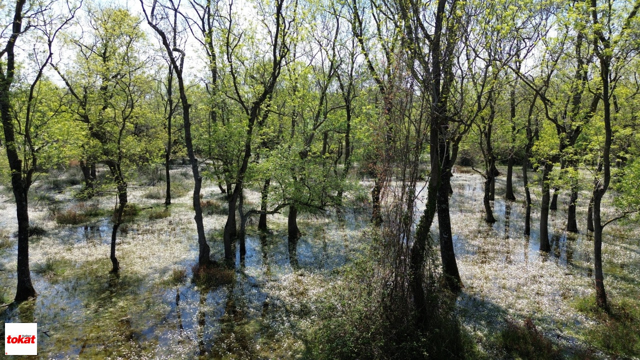 Su Papatyaları (5)