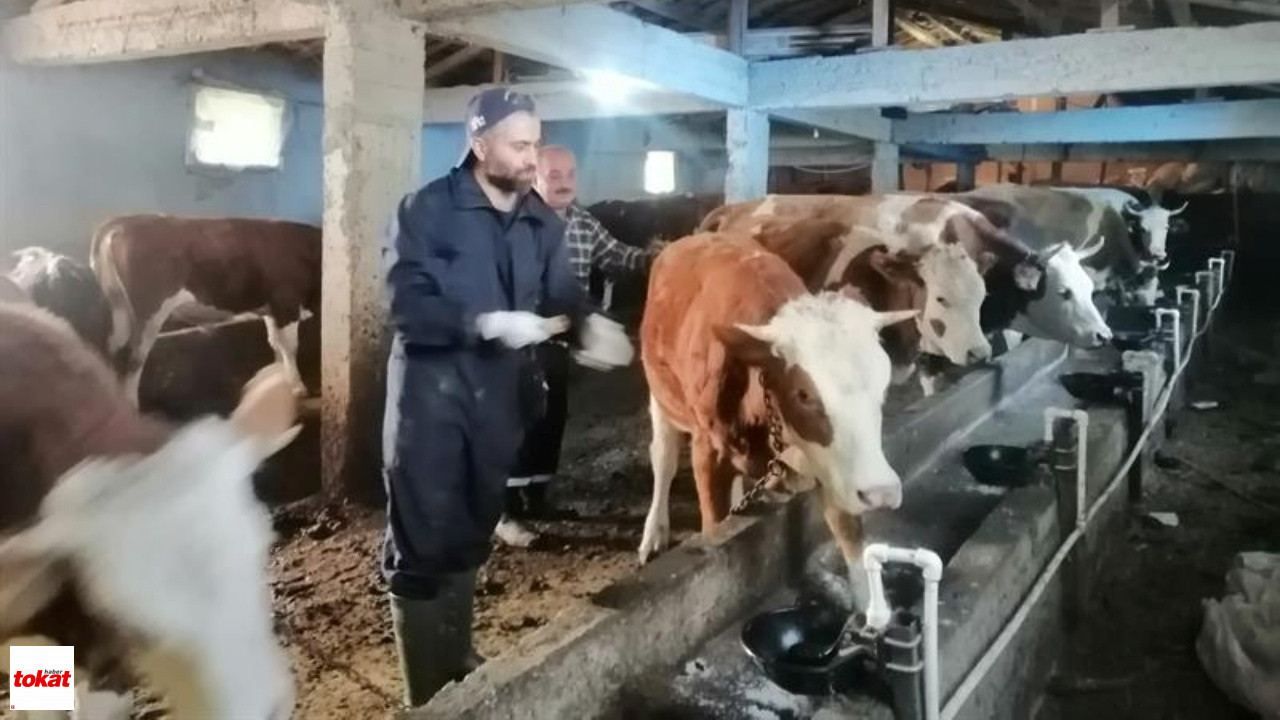 Tokat Ilkbahar Dönemi Şap Aşılama1