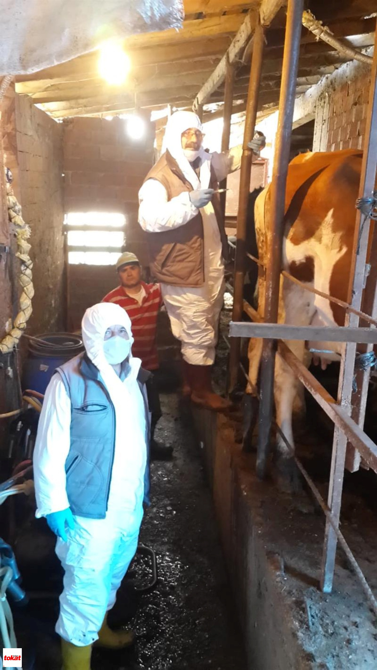 Tokat Ilkbahar Dönemi Şap Aşılama3