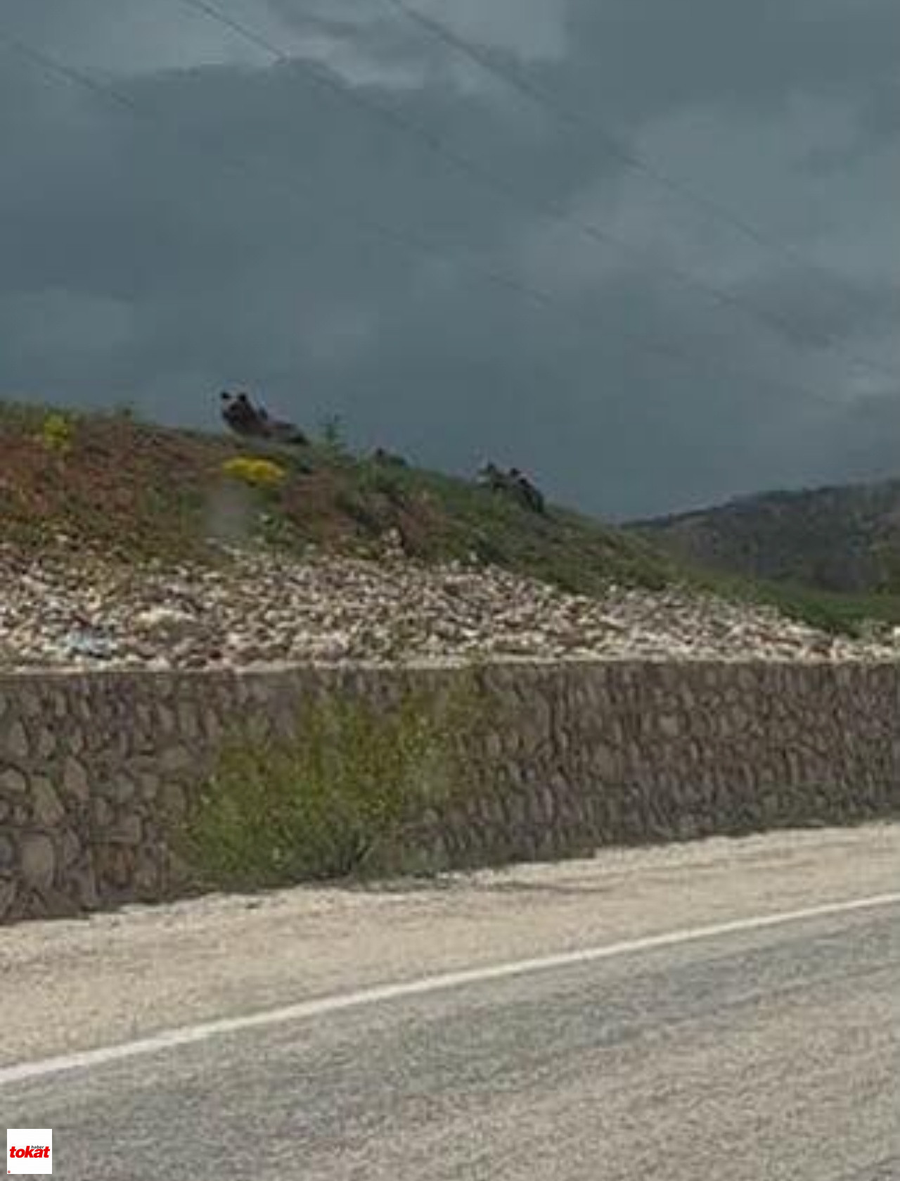 Tokat Reşadiye Bozçalı Ayı Ve 3 Yavrusu