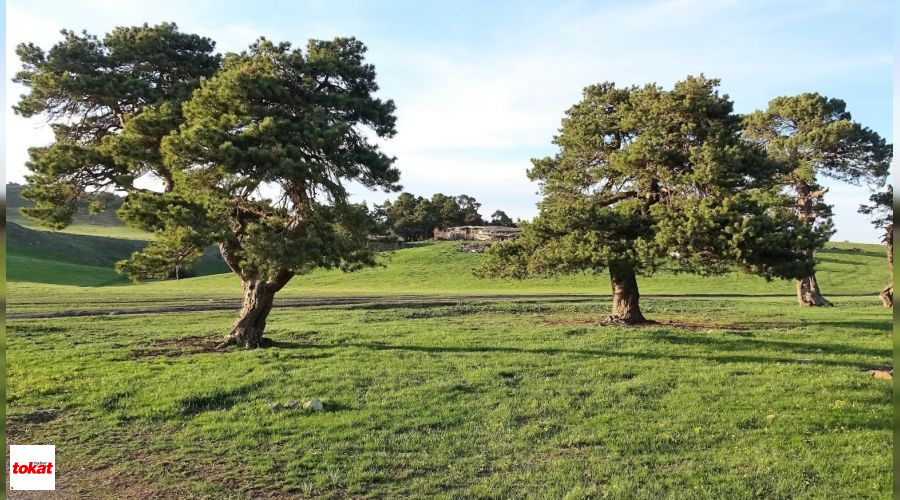 Topçam (4)