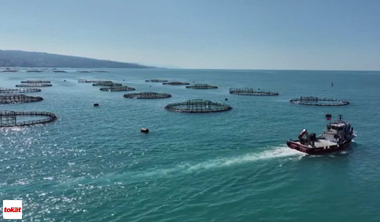 Balık Somon Kdeniz (1)