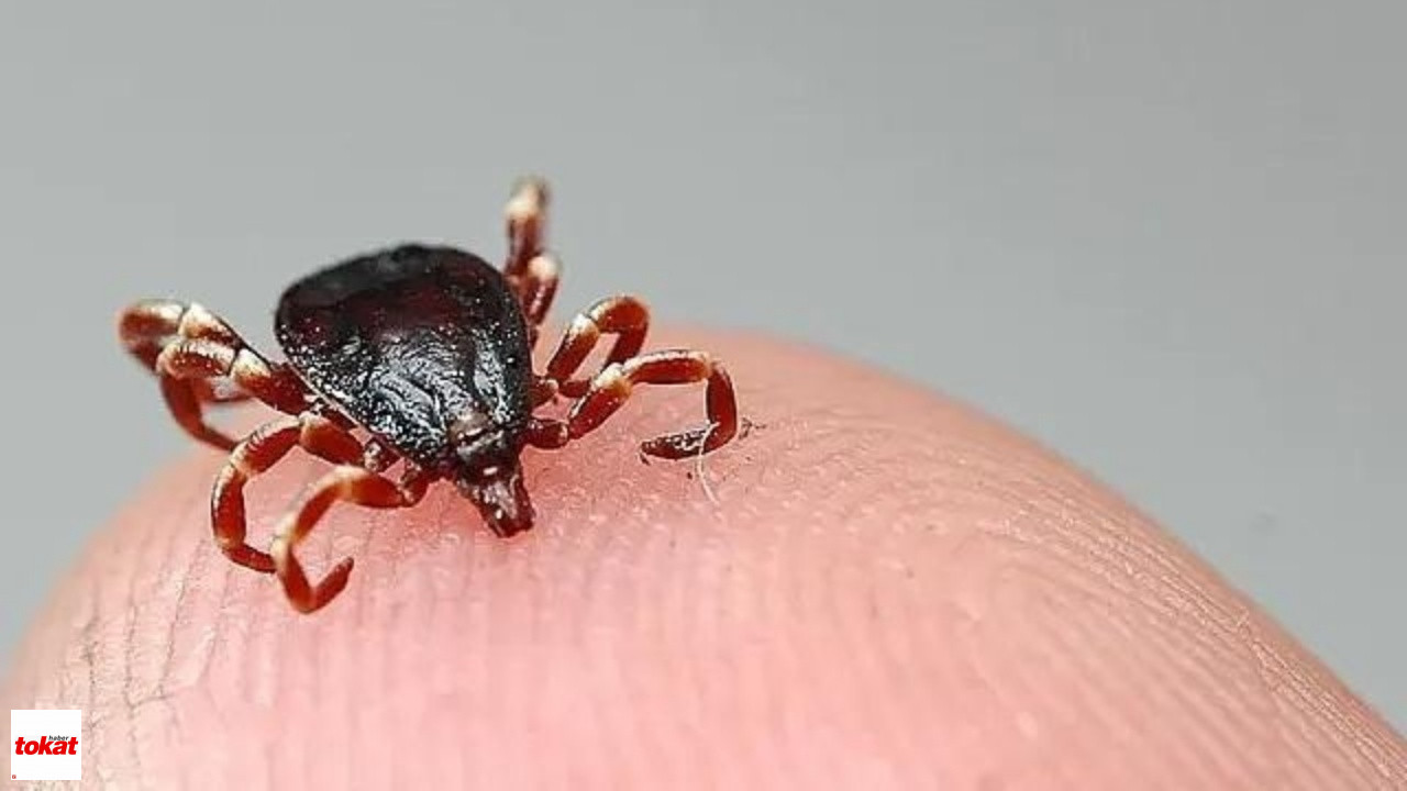 Keklik Kalmadı Keneler Çoğaldı1