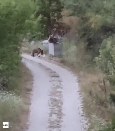 Ayı (2)-1