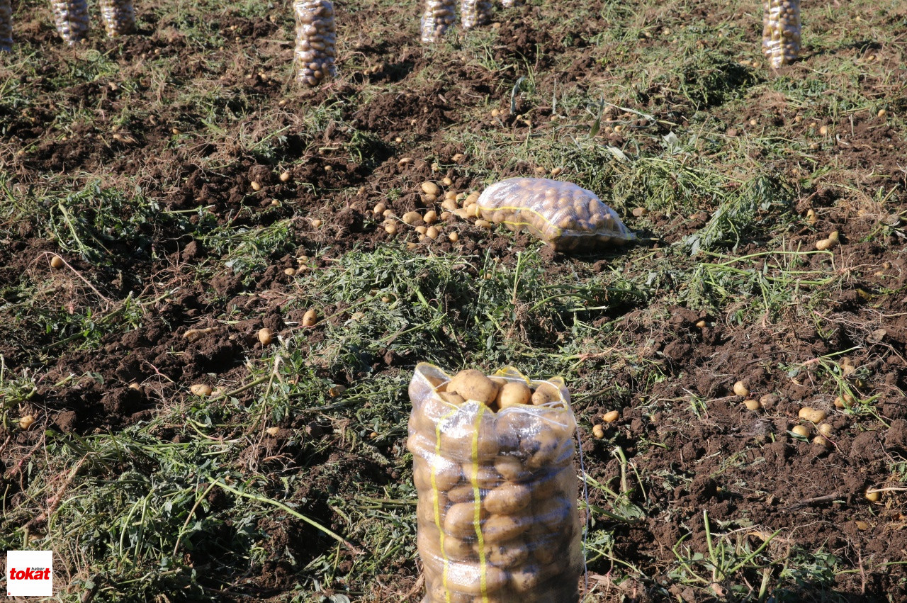 Patates Niksar (4)