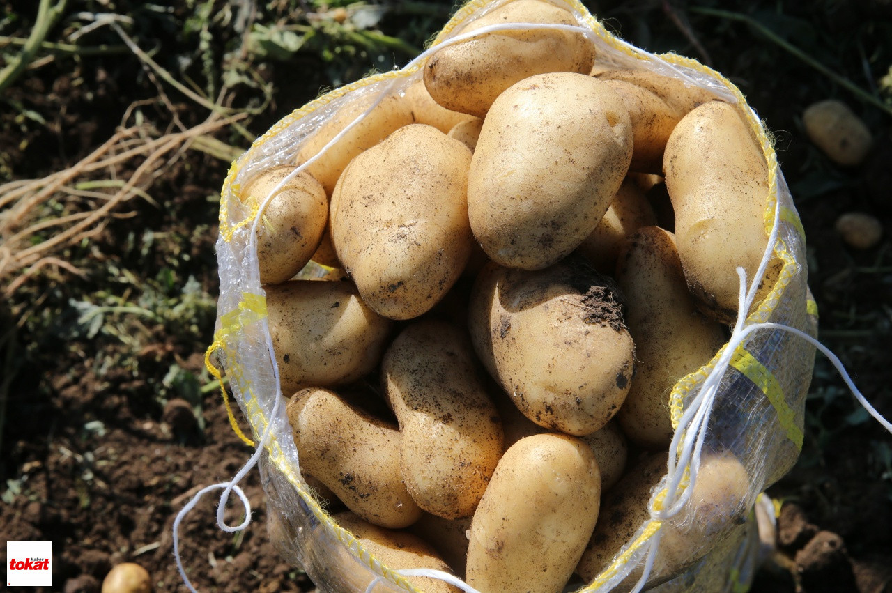 Patates Niksar (5)