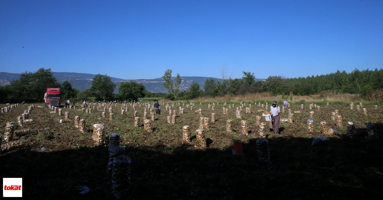 Patates Niksar (7)