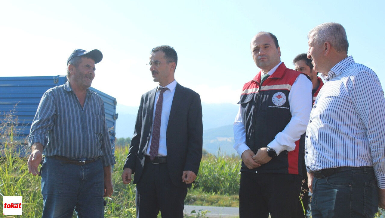 Ayçiçeği Hasadı (1)