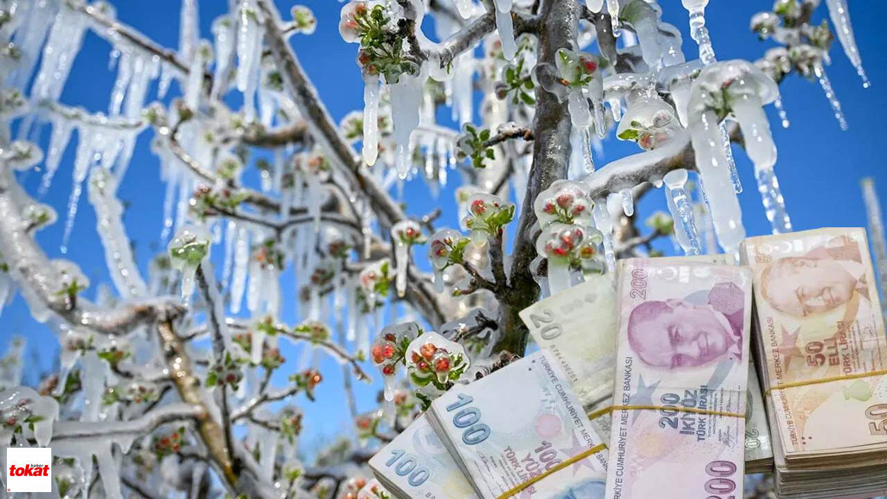 Tokat'taki Zirai Don Mağdurlarına Devlet Desteği Ürün Bazında Ödeme Listesi Açıklandı
