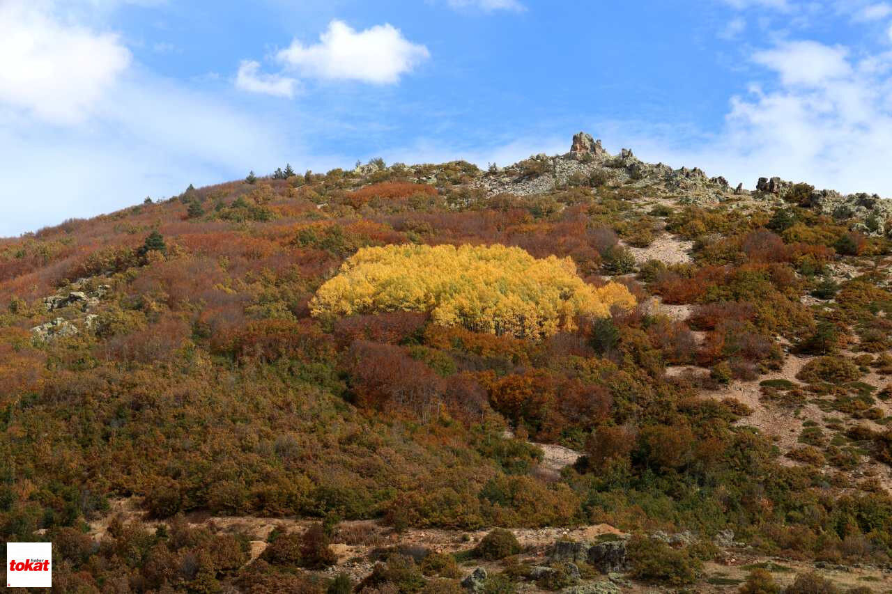 Tokat Haberaw559139 05