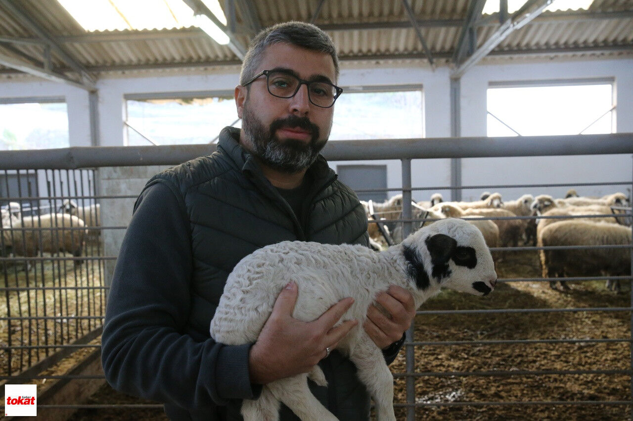 Karayaka Koyunu Islah (7)