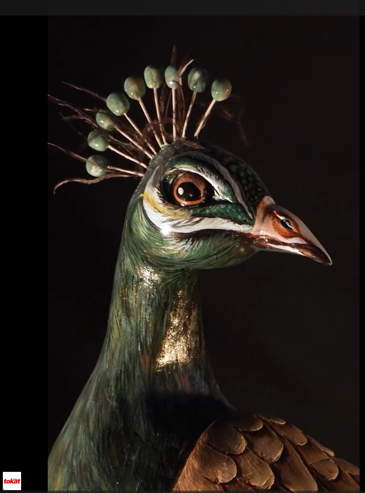 Tavus3