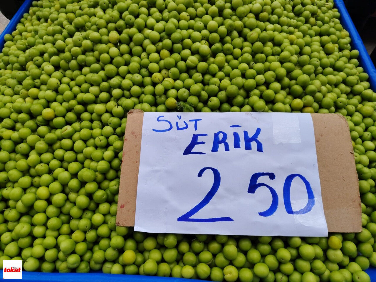 Tokat Erik Ve Çilek Fiyatı