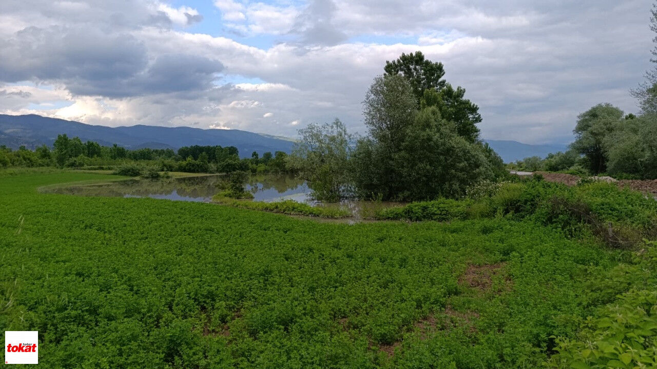 Kelkit Nehri Taştı Niksar Buzköy'de Araziler Su Altında Kaldı Vatandaşlar Seyre Daldı7