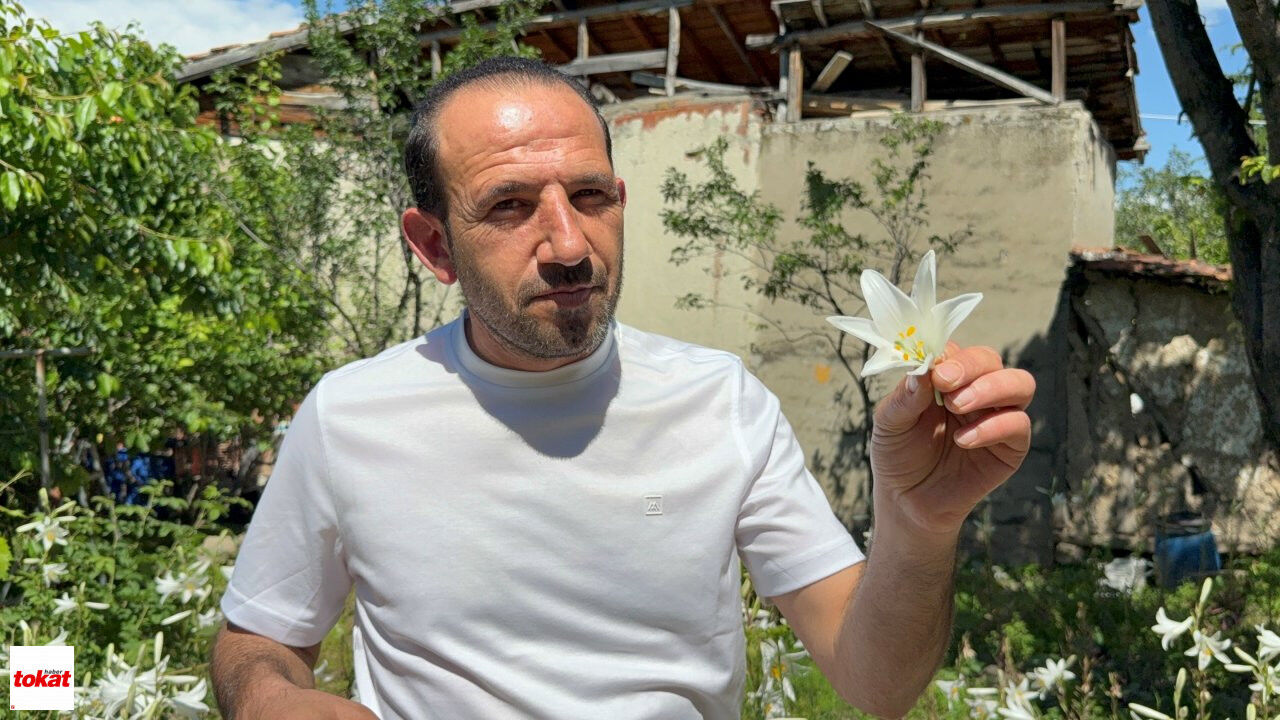 Ak Zambak (4)