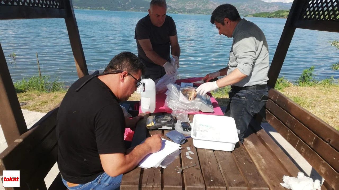 Almus'ta Haziran Numuneleriyle Sazanların Geleceği İzleniyor