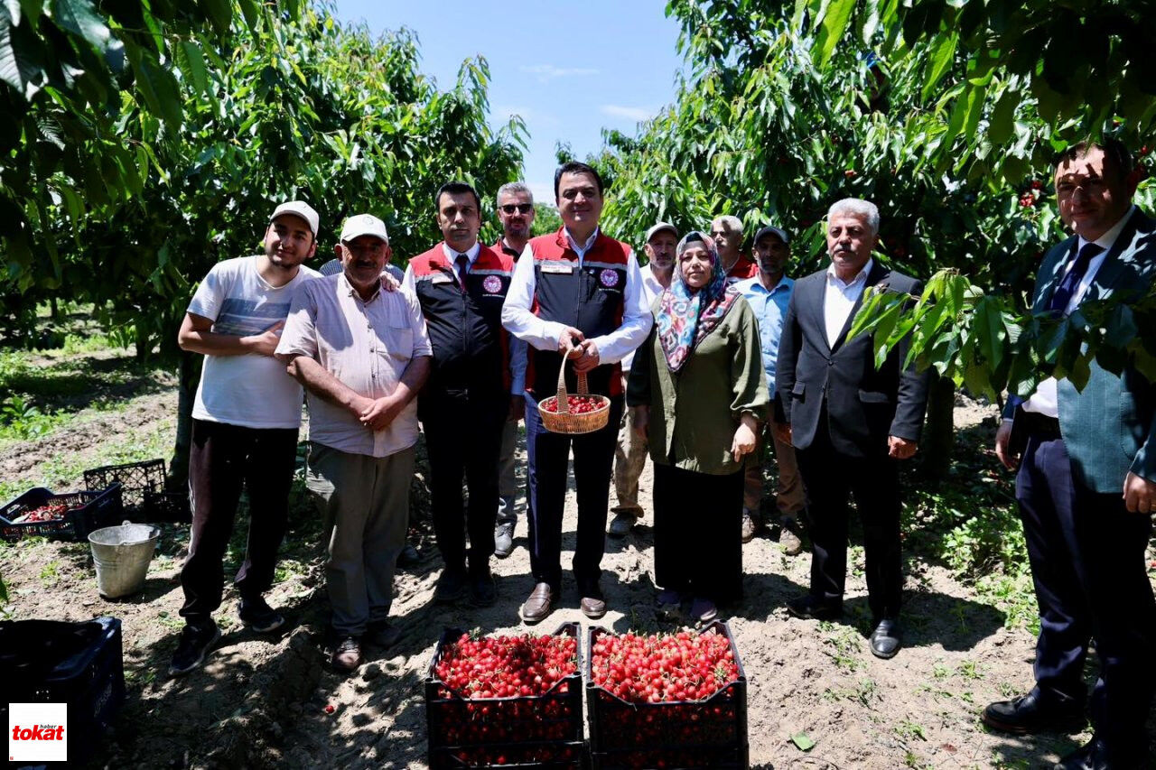 Hasat Kiraz2
