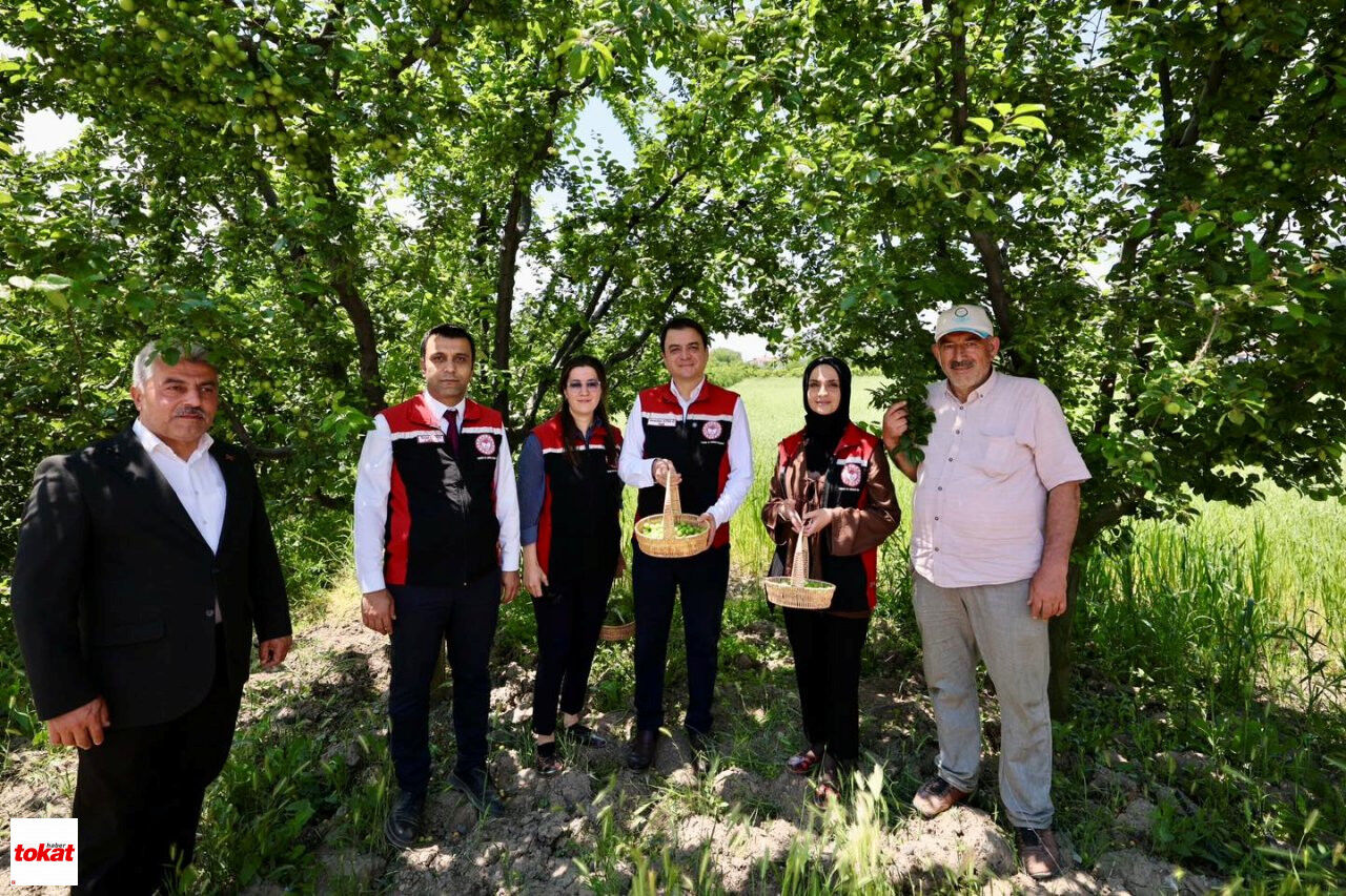 Hasat Kiraz3