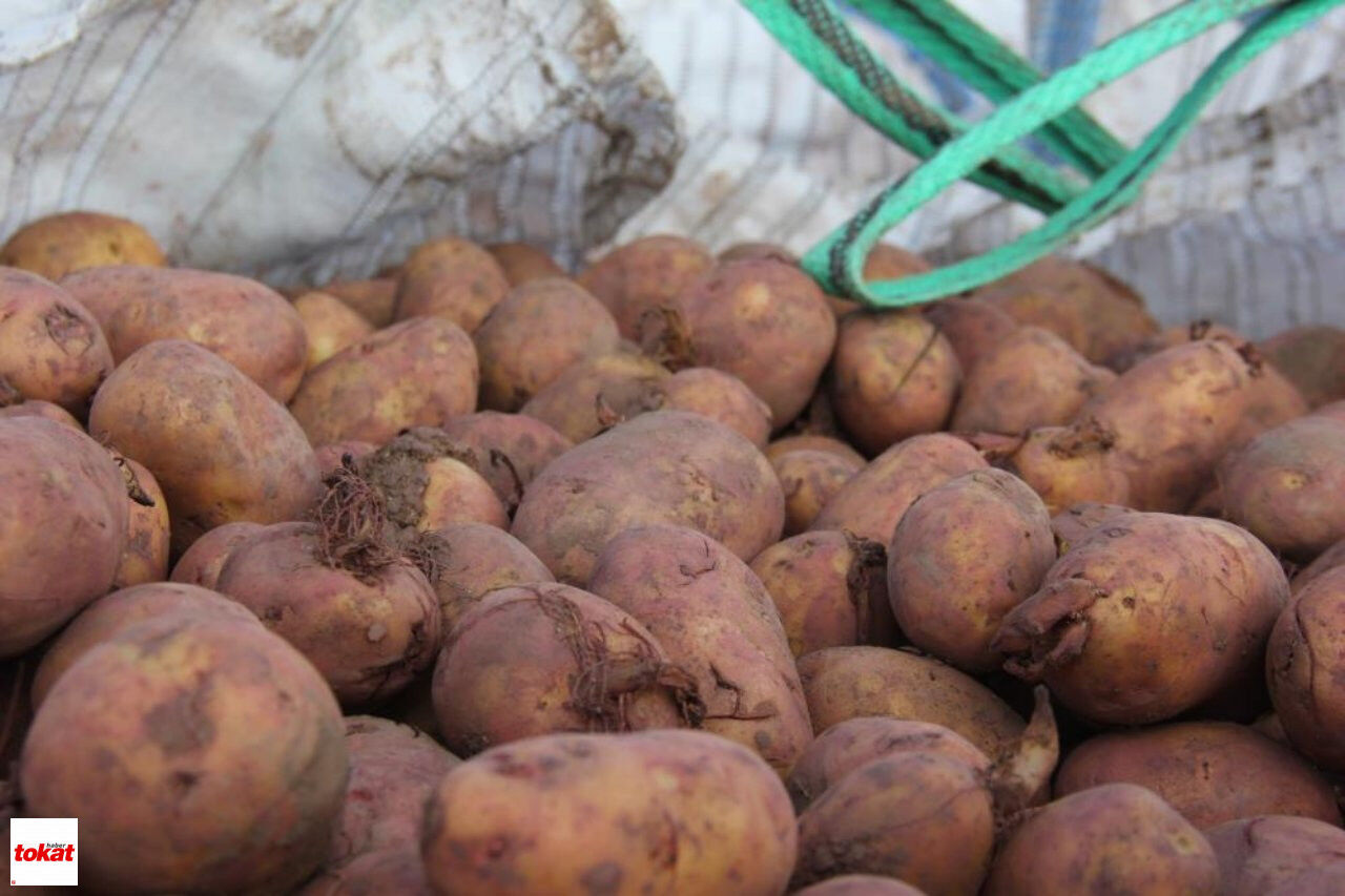 Patates1-1