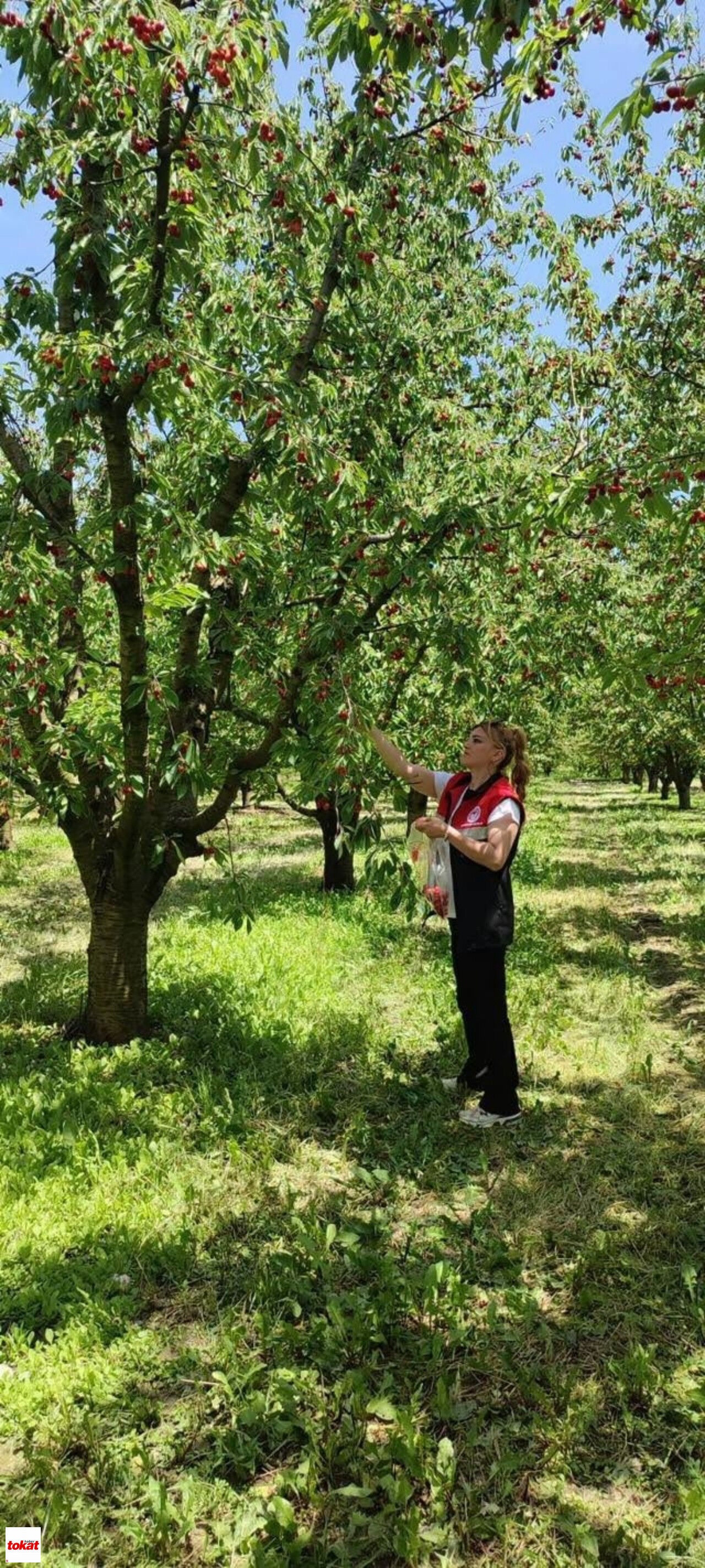 Tokat Turhal Kiraz Hasadı