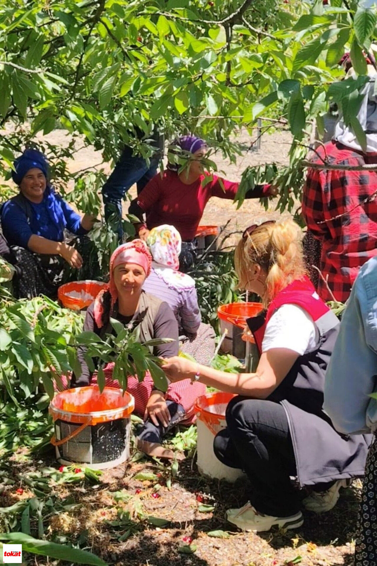 Tokat Turhal Kiraz Hasadı1