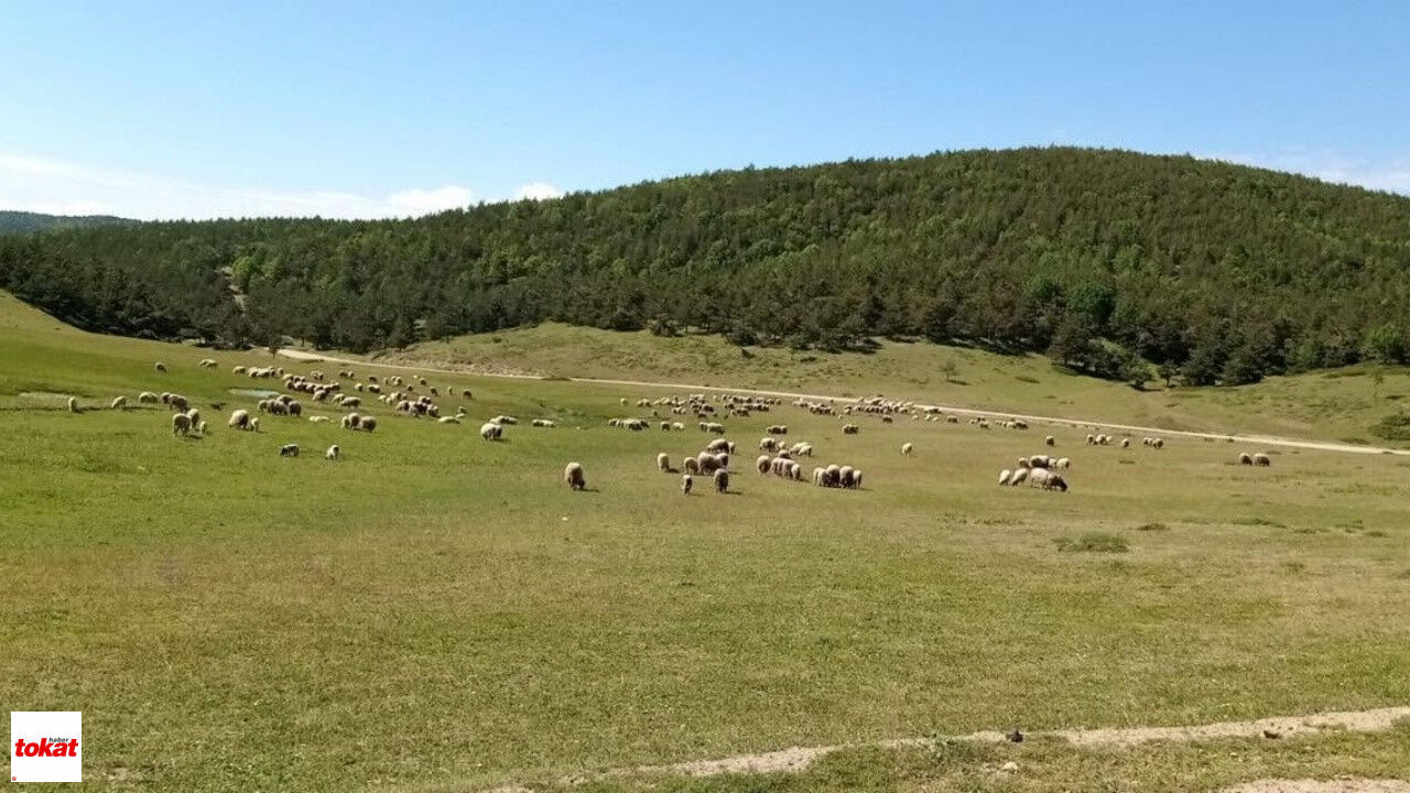 Tokat Yayla Ve Meralarda Inceleme2